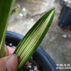 连类比事成语接龙游戏
