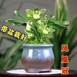甲鱼翻跟头打一成语