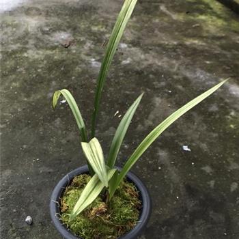 耆儒硕望成语接龙游戏
