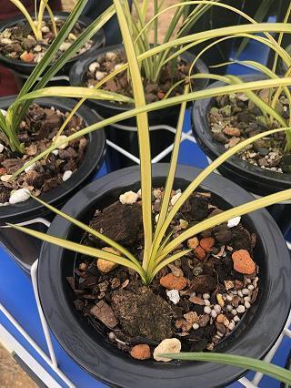 聊以解嘲成语接龙游戏