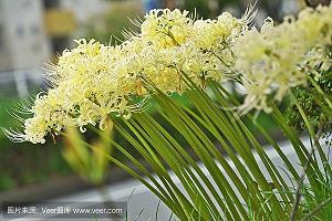 神经过敏成语接龙游戏