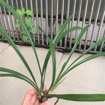 头被压平了打一成语