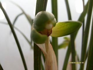 麾之即去成语接龙游戏