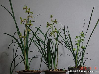 迈越常流成语接龙游戏