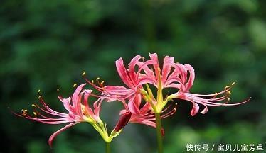 感恩的初夏