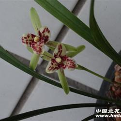 晚常见周公，半宿不得休打一成语