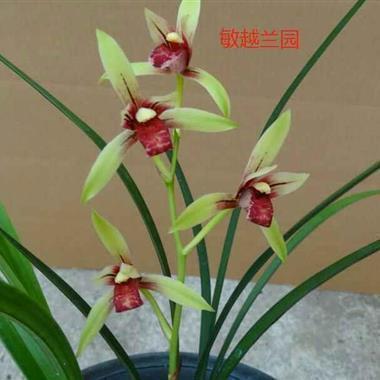 臭名昭着成语接龙游戏