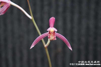 远垂不朽成语接龙游戏