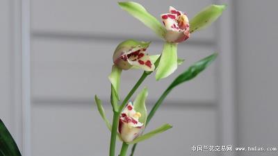颊上三毫成语接龙游戏
