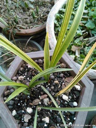 红不棱登成语接龙游戏