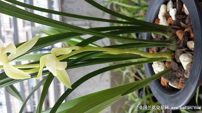 荆钗布袄成语接龙游戏