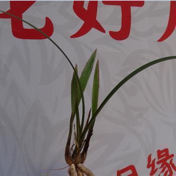 臼杵之交成语接龙游戏