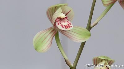赐茅授土成语接龙游戏