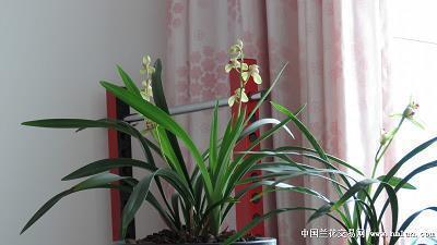 米烂成仓成语接龙游戏