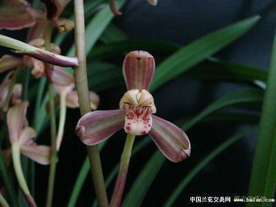 袭衣兼食成语接龙游戏