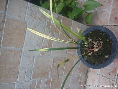 足趼舌敝成语接龙游戏