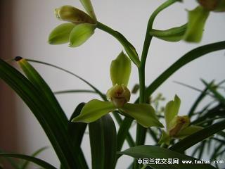 鳏寡孤茕成语接龙游戏