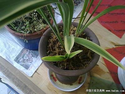 贩夫走卒成语接龙游戏