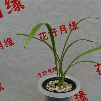 钩金舆羽成语接龙游戏