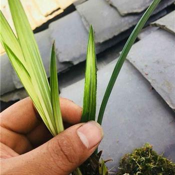 连类比物成语接龙游戏