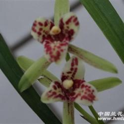 阿党比周成语接龙游戏