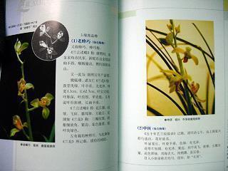 黾穴鸲巢成语接龙游戏