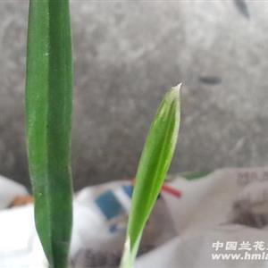 腹心相照成语接龙游戏