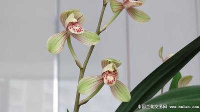 风行电照成语接龙游戏
