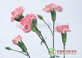 鬼瞰高明成语接龙游戏