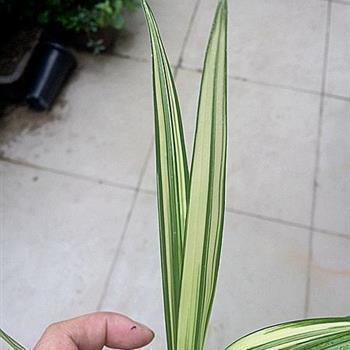 荆钗布裙成语接龙游戏