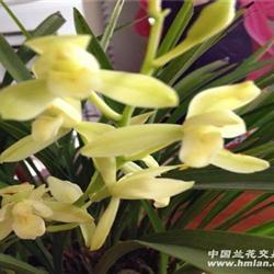 骋耆奔欲成语接龙游戏