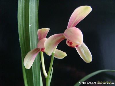 错彩镂金成语接龙游戏