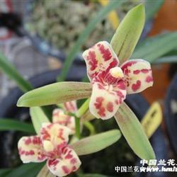 君有疾在腠理，不治将恐深。 卷帘格打一成语