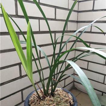 风兵草甲成语接龙游戏
