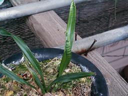 虎掷龙挐成语接龙游戏
