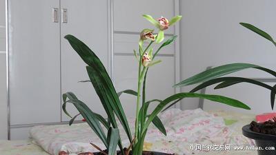 芒屩布衣成语接龙游戏