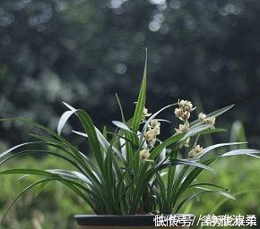 轻轻松松成语接龙游戏
