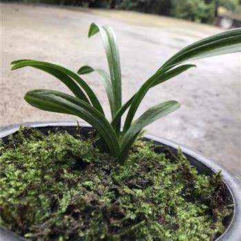 闲话少提成语接龙游戏