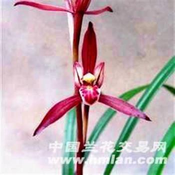 超俗绝世成语接龙游戏