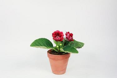 肤不生毛成语接龙游戏