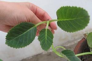 茅室蓬户成语接龙游戏