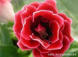 袖手充耳成语接龙游戏