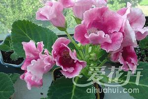 诽谤之木成语接龙游戏