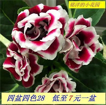 小缺点要常提醒打一成语