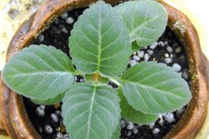 跌荡不羁成语接龙游戏