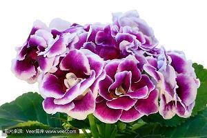 镜花水月成语接龙游戏