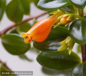 芒然自失成语接龙游戏