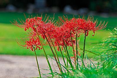 芙蓉出水成语接龙游戏