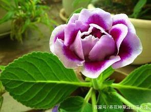 膏腴之壤成语接龙游戏
