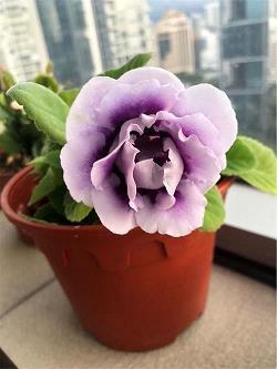 颊上添毫成语接龙游戏